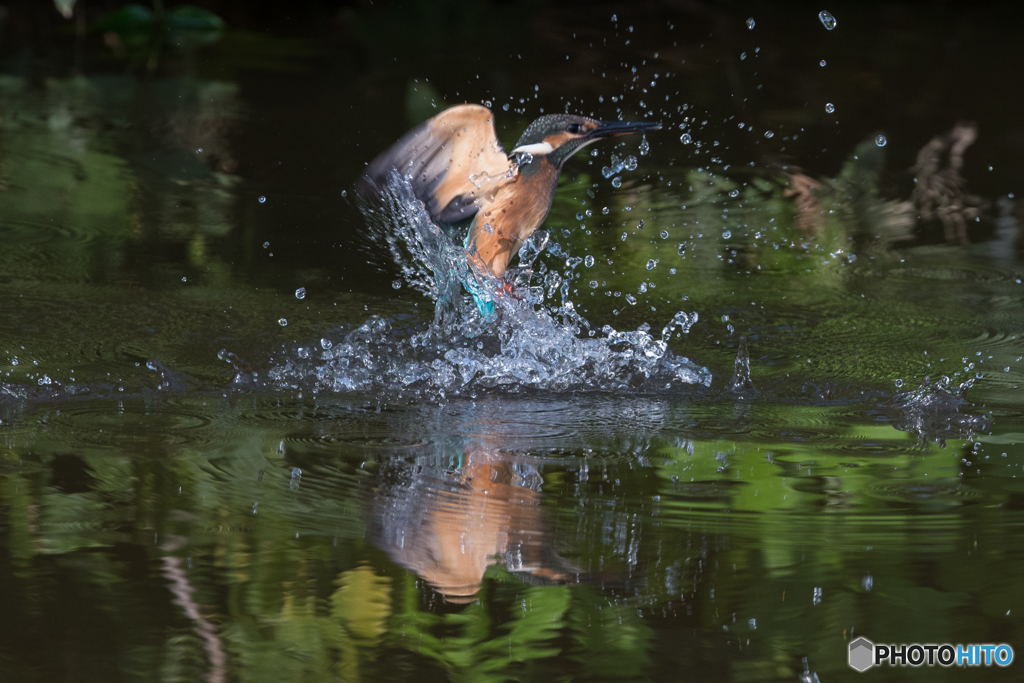 水中からの飛び出し