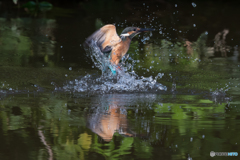 水中からの飛び出し