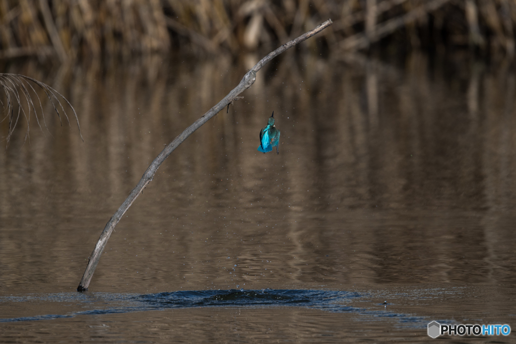 離水から枝戻りまで-3