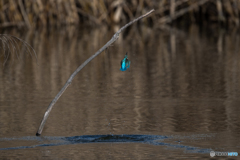 離水から枝戻りまで-3