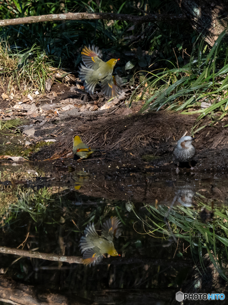ソウシチョウ 飛翔 水鏡