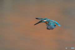 オレンジに青が映える