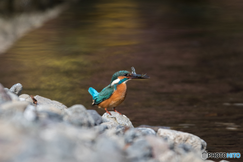 捕れたぴょーん