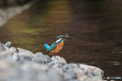 捕れたぴょーん