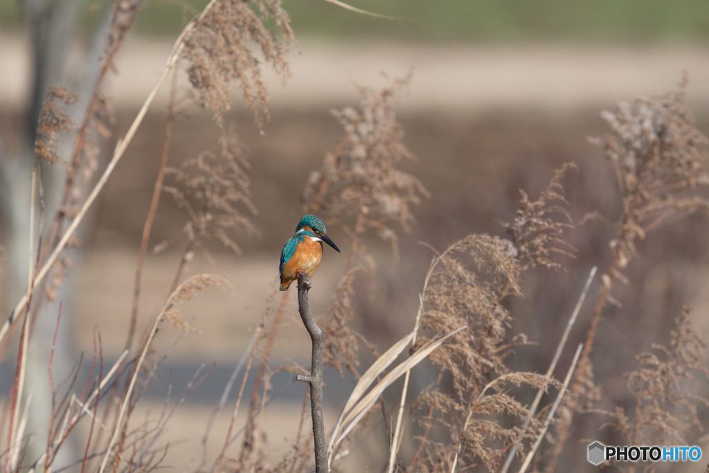 獲物を見つめる鋭い視線