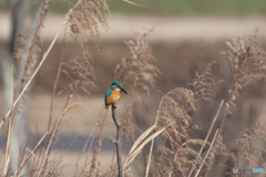 獲物を見つめる鋭い視線