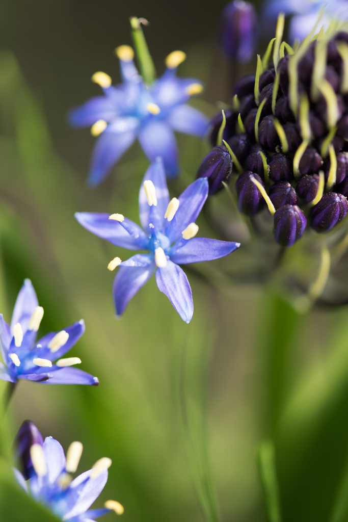 庭を彩る花々 ♯7