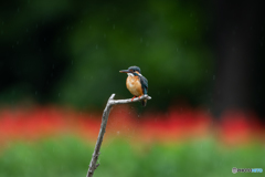 サルビアの炎に降り注ぐ雨