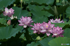 華
