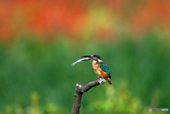 飲み込めれるかな？