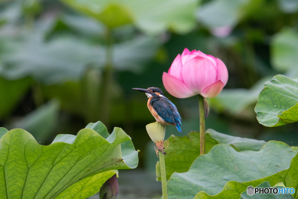 ブルーとピンク