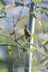 竹とメジロ 竹とメジロ