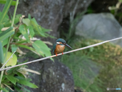 クールビューティー