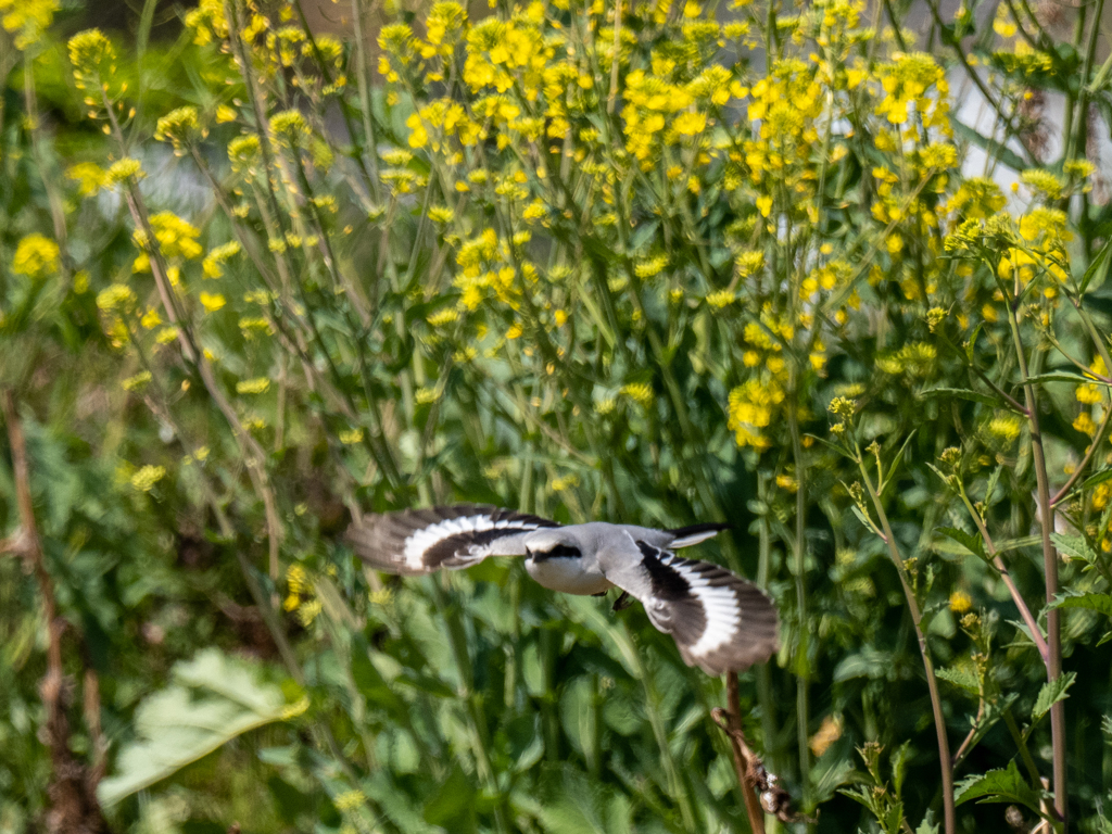 菜の花の前を飛ぶ