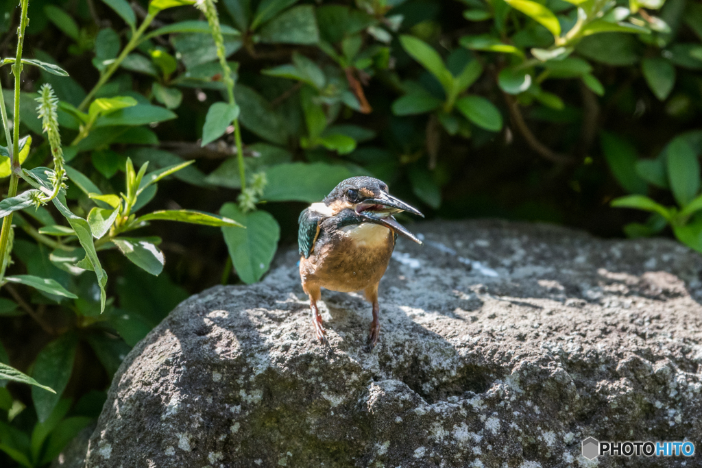 いただきまーす♡