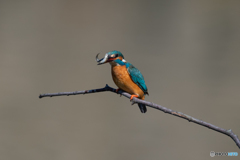 生きがいいでしょ