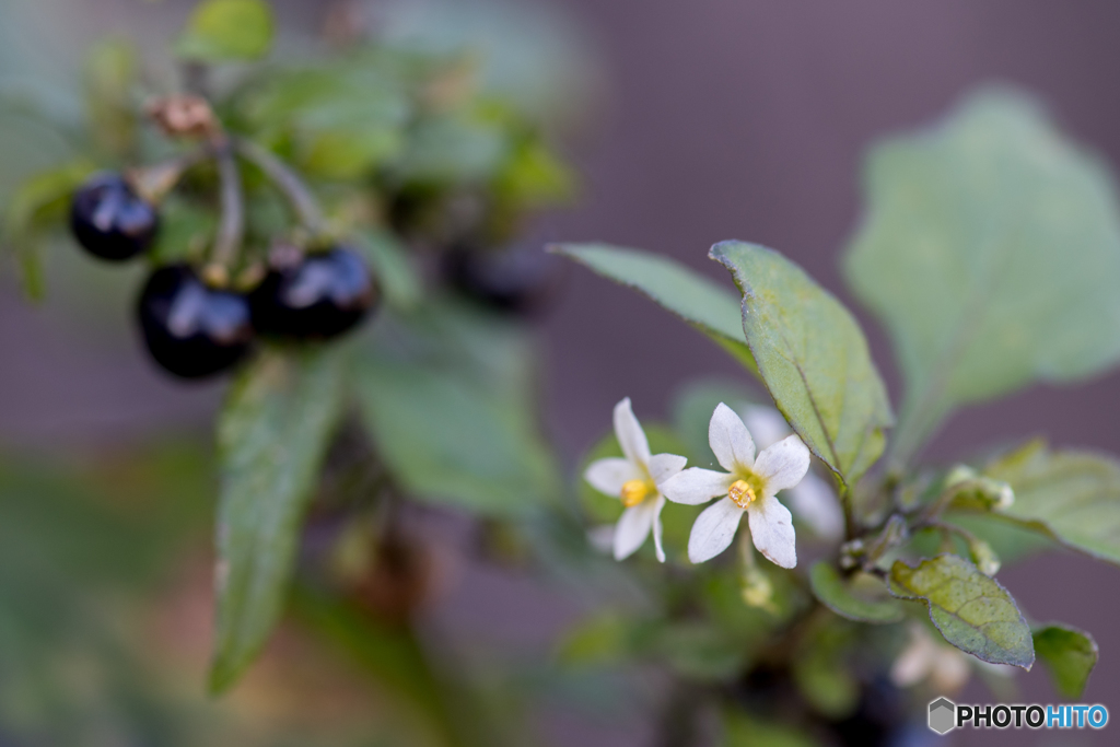 庭を彩る花々