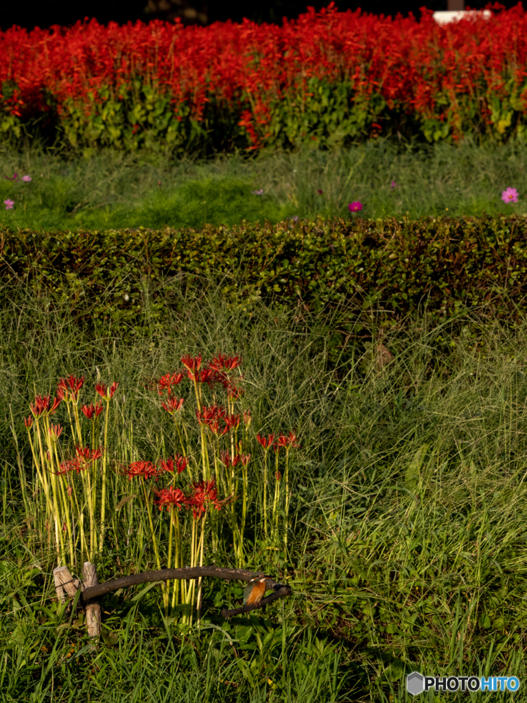 カワセミのいる秋のひと時