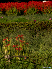 カワセミのいる秋のひと時