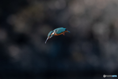 さらに久しぶりのカワセミ飛翔 