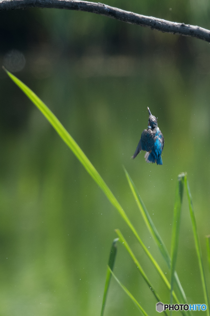 カワセミブルー