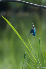 カワセミブルー