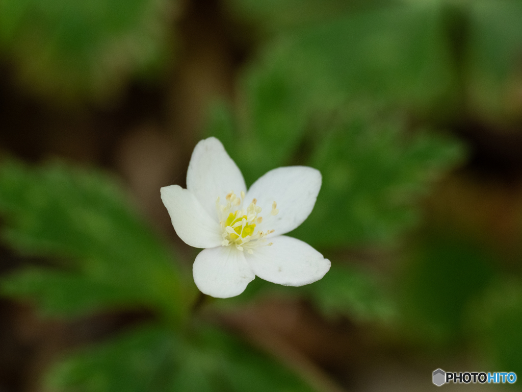 鳥撮りの合間に