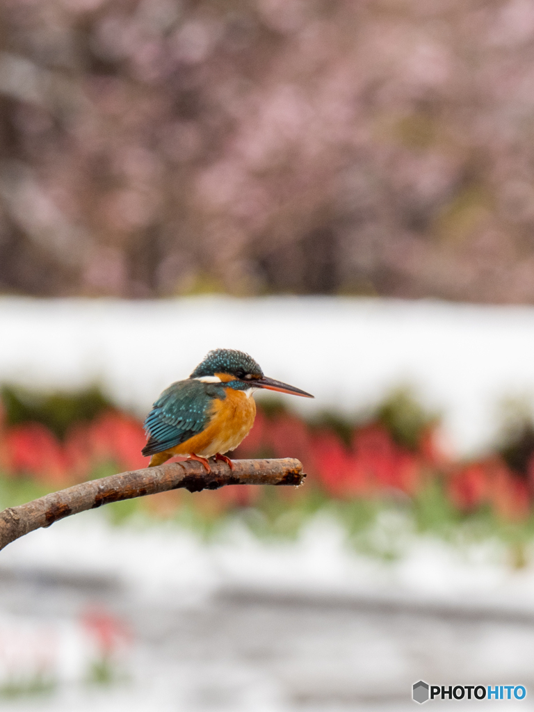 雪チューサクカワ