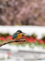 雪チューサクカワ 雪チューサクカワ