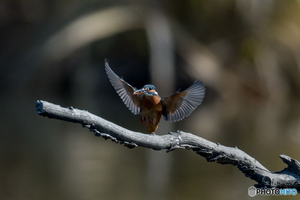 ソフトランディング