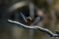 ソフトランディング