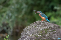 いただきまーす