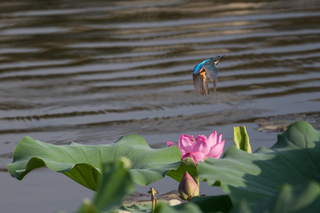 花の上を 