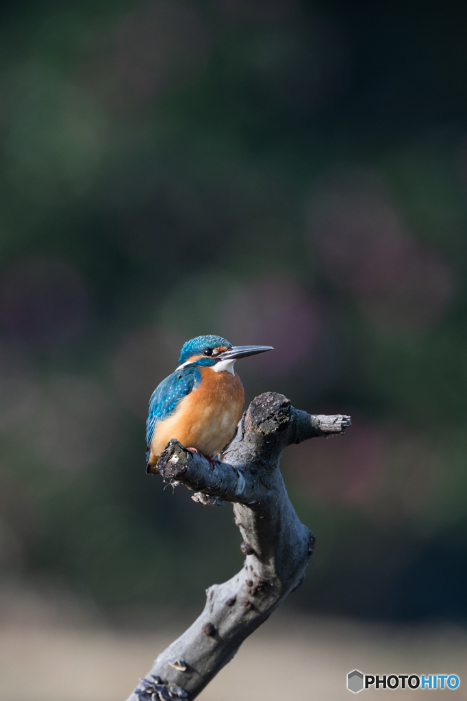 見上げてごらん