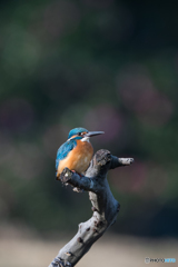 見上げてごらん