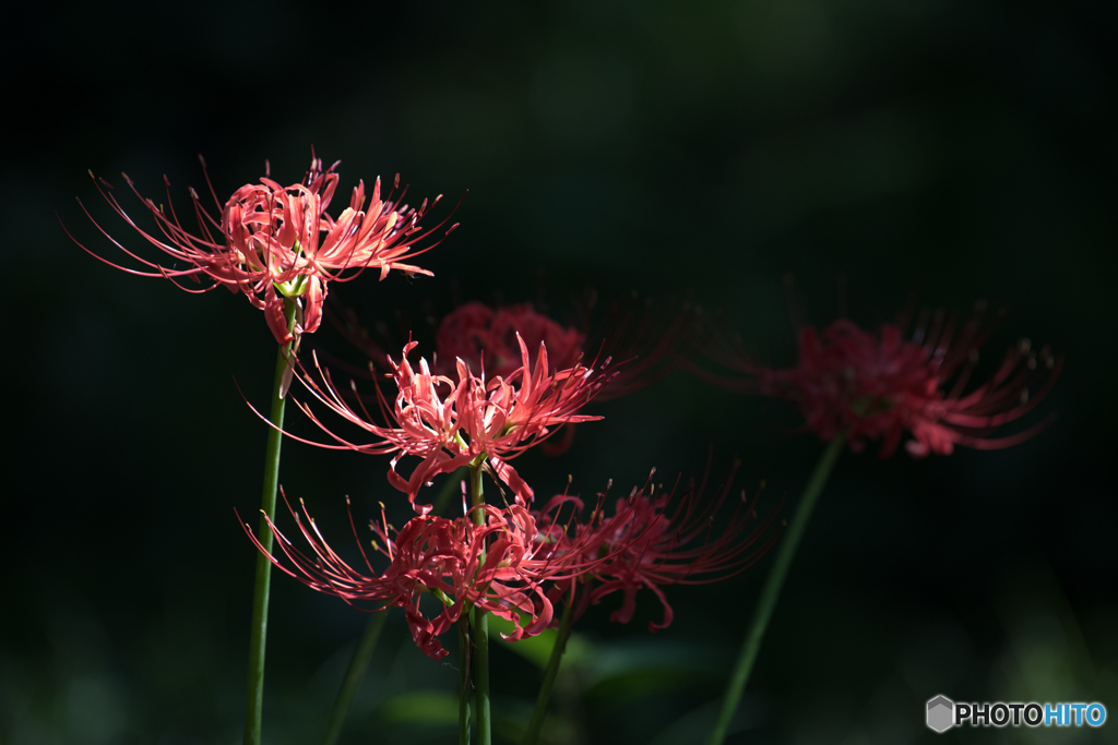 曼珠沙華