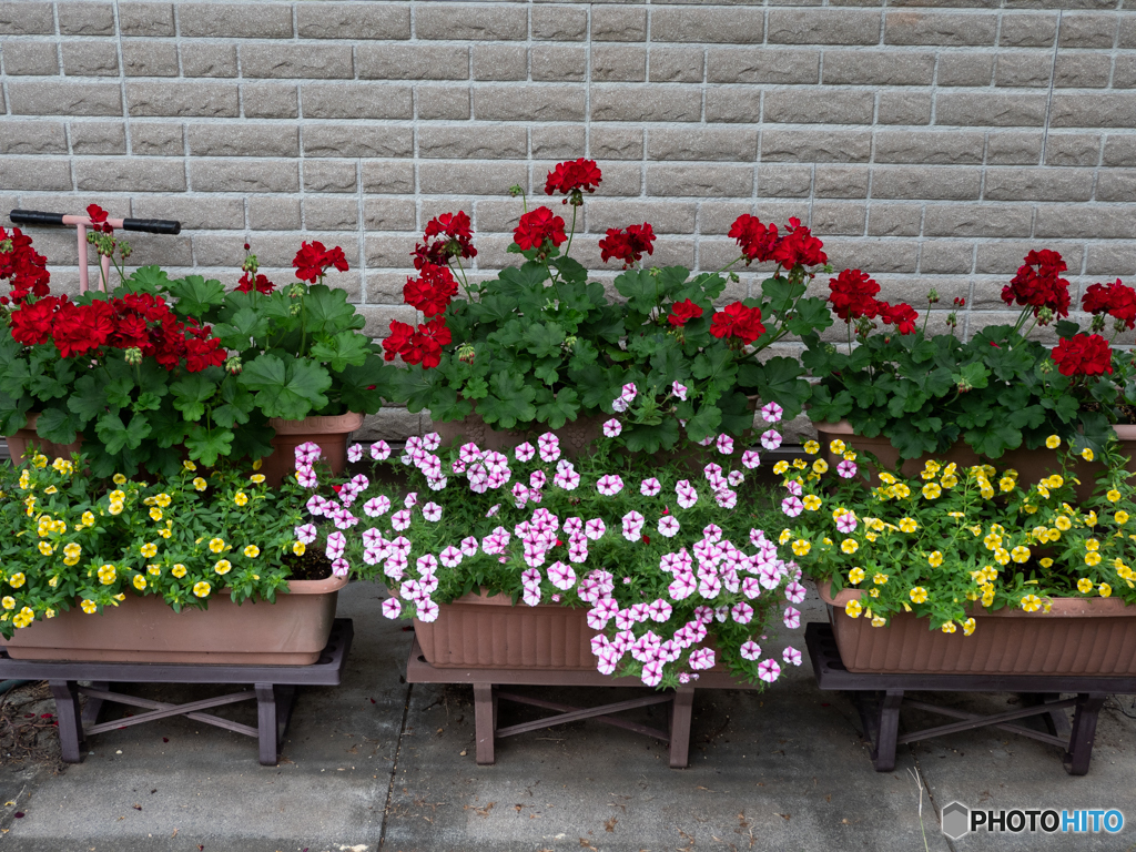 我が家の花たち2