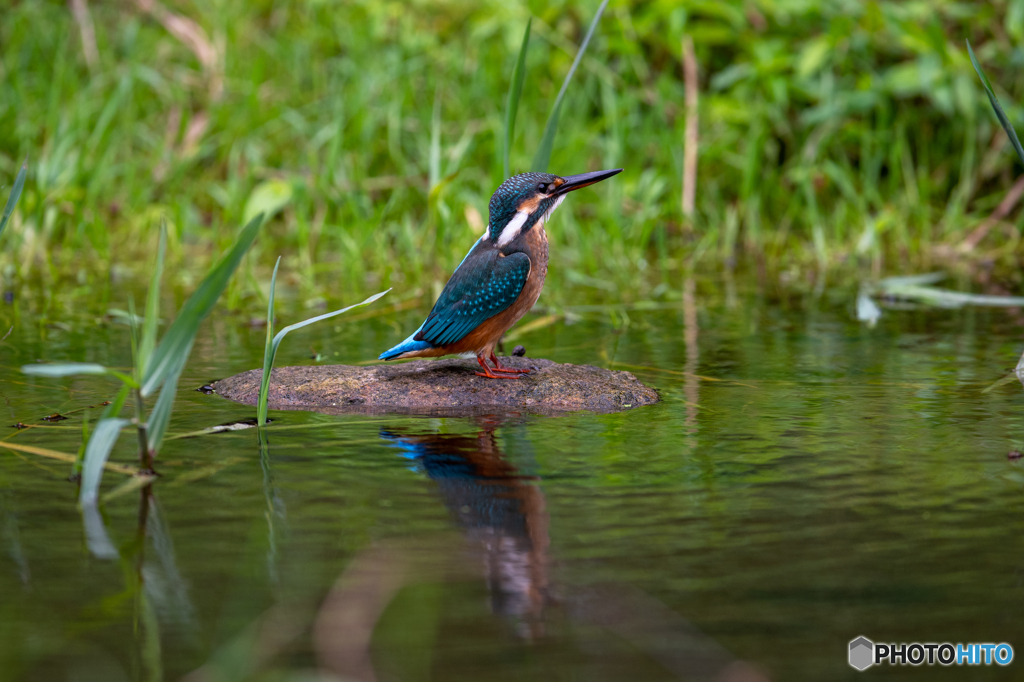 リフレクション