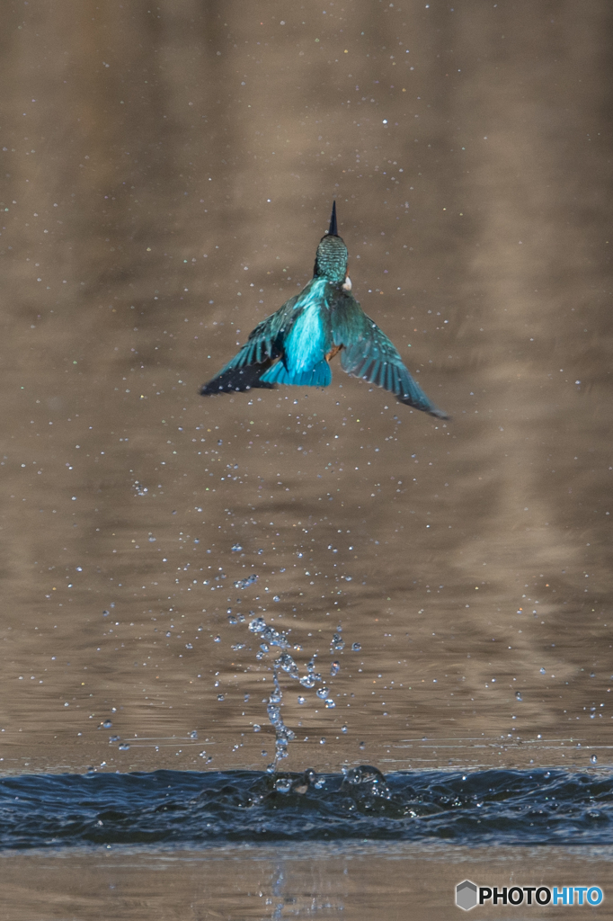 離水から枝戻りまで-2