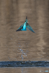 離水から枝戻りまで-2