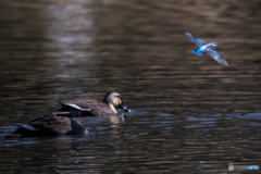 カモさんバイバイ