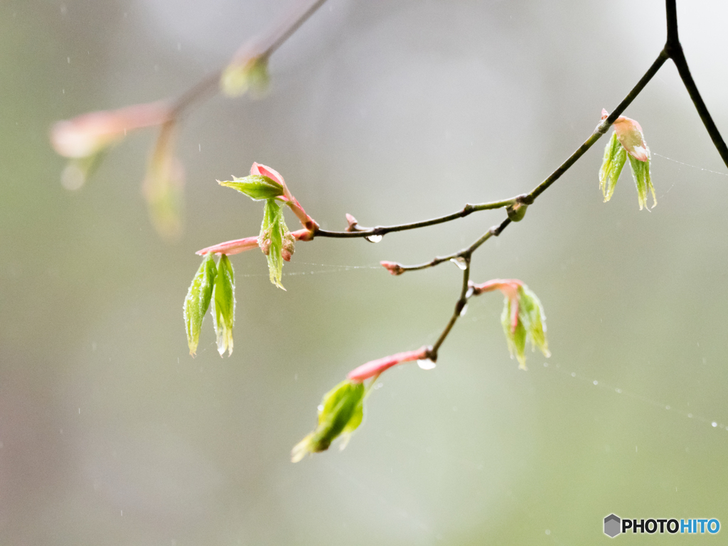 小雨中の新芽