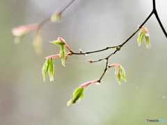 小雨中の新芽