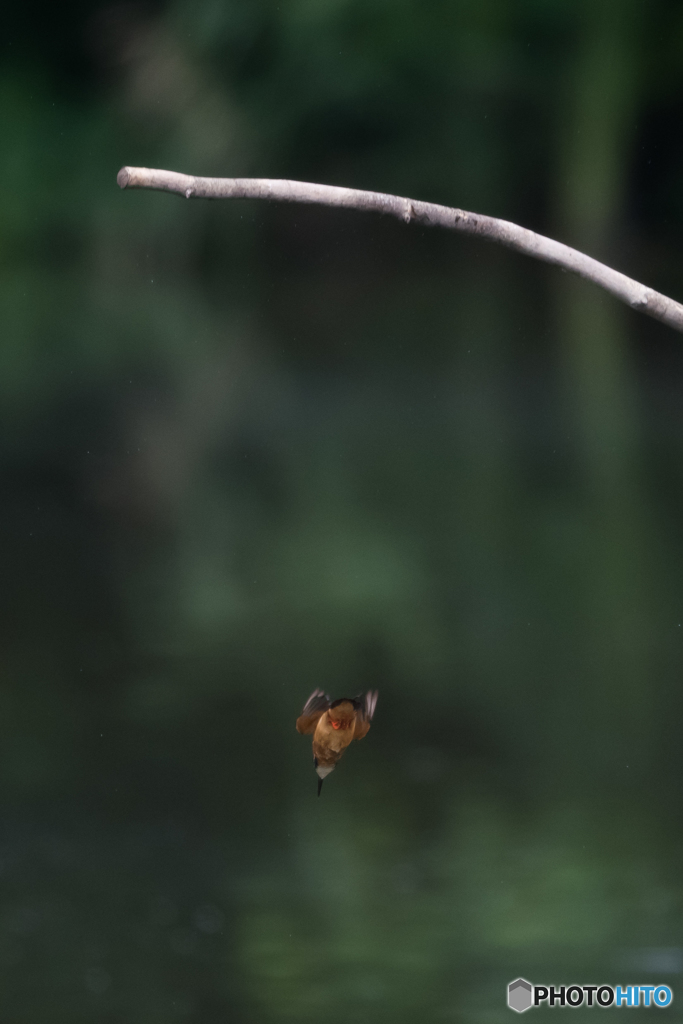 高飛び込み予選