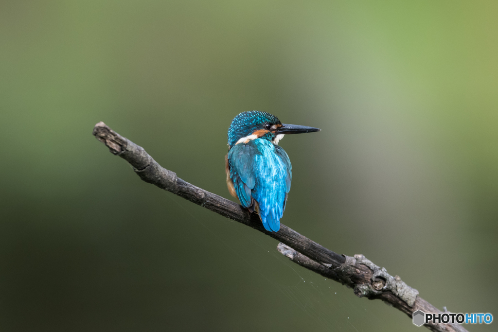 カワセミブルー