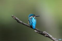 カワセミブルー