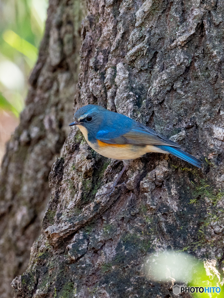 ハンサムボーイ