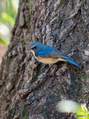 ハンサムボーイ ハンサムボーイ