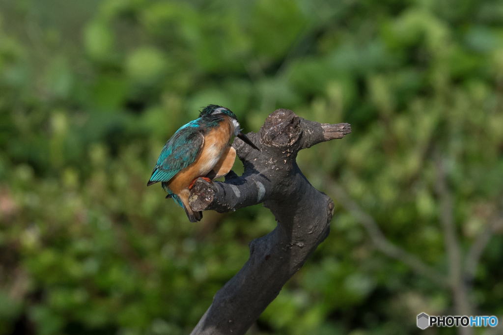 見つからねぇや