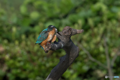 見つからねぇや